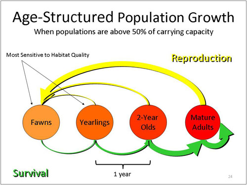 Figure 24. Age-Structured Population Growth