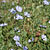 Forage Chicory (Cichorium intybus)