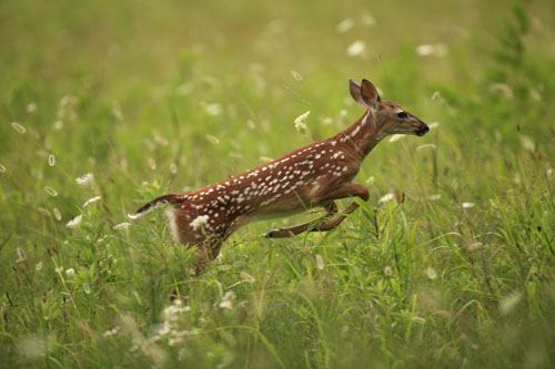 Fawn Escaping From Hiding Cover