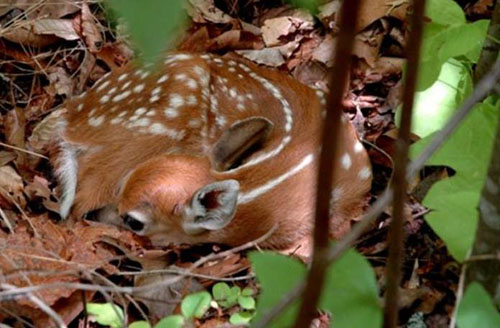 Fawn On Forest Floor