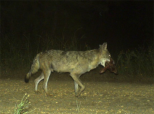 Coyote With Fawn