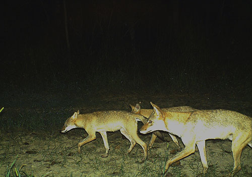 Coyote Pack