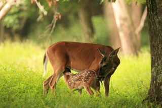 Deer Biology