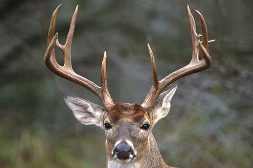 buck deer