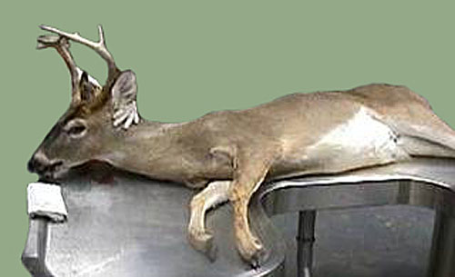 Antlered Female