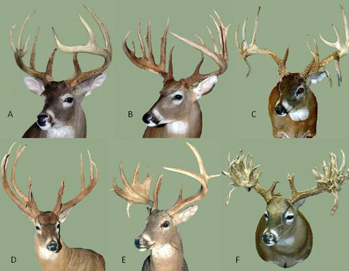 Deer Antler Age Chart