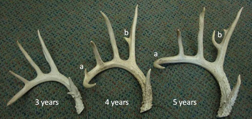 deer antler growth chart - Part.tscoreks.org