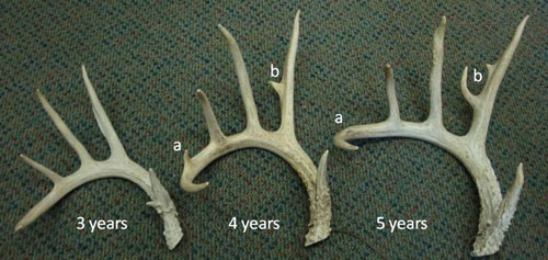 Whitetail Deer Growth Chart