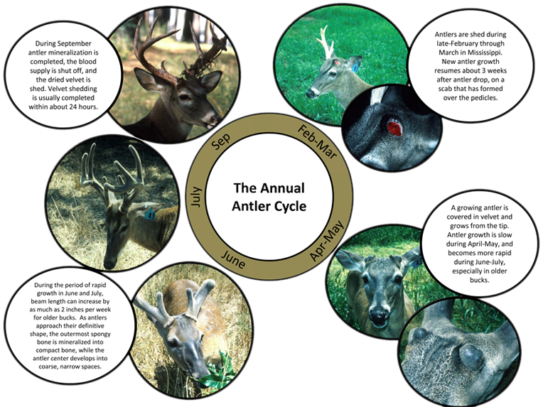 Antler Growth Cycle, Deer Ecology & Management Lab