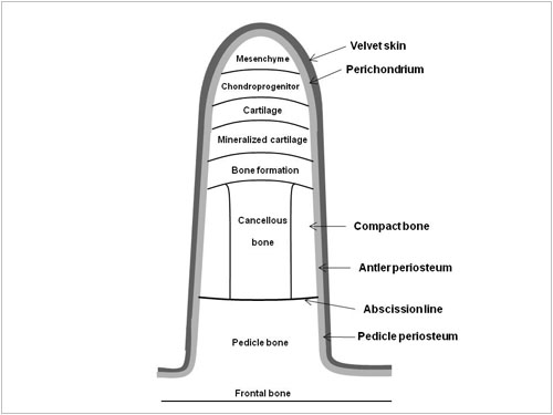 Antler Growth Cycle, Deer Ecology & Management Lab