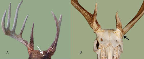 Pedicle Injury and Antler Malformation