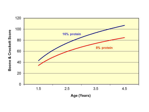 Protein Content and Antler Size