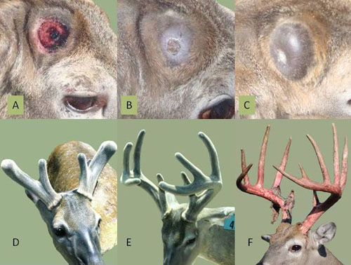 Deer Antler Size Chart