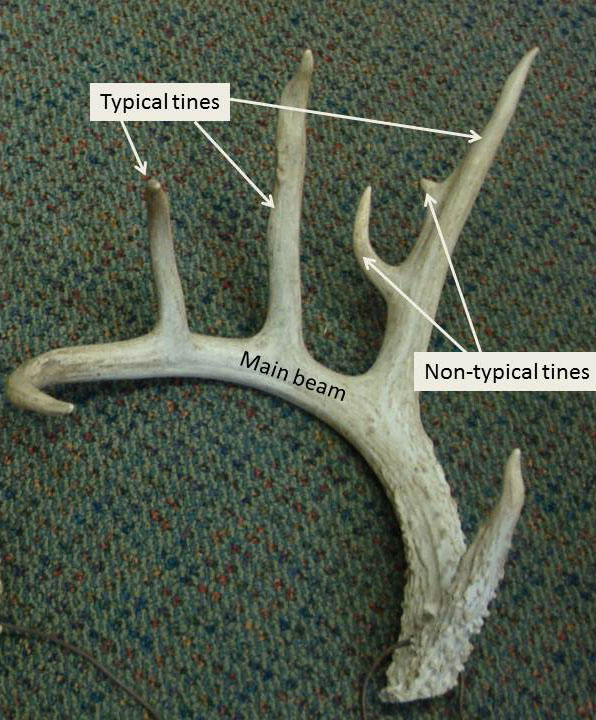 Antler Terminology