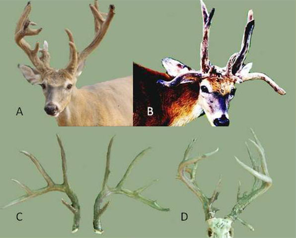 Genes behind rapid deer antler growth, hardening identified, News Center