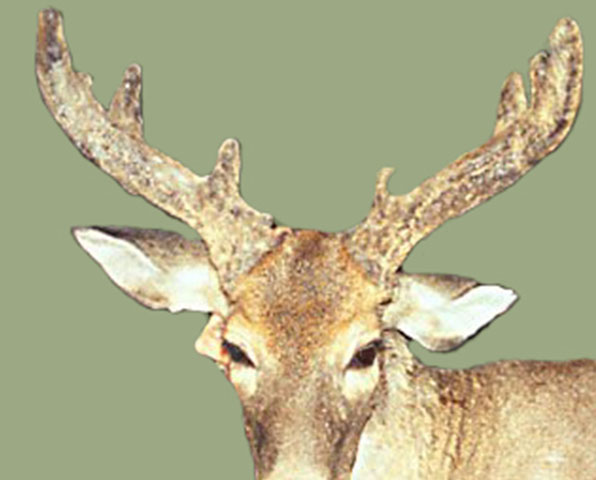 Velvet Antler