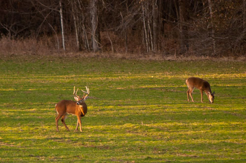 white-tailed deer grazing