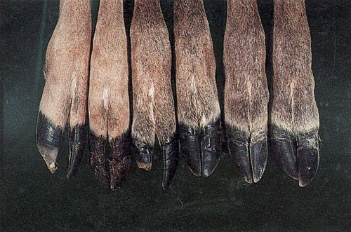 Hoof Sloughing in Harvested Deer