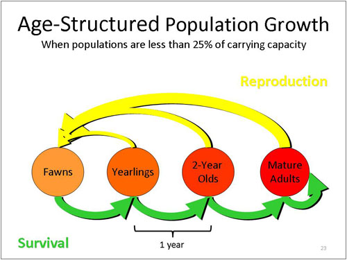 Figure 23. Age-Structured Population Growth