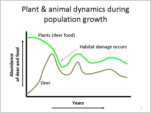 Plant and Animal Dynamics Buring Population Growth