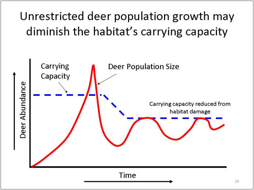 Unrestricted Deer Population Growth May Diminish the Habitat's Carrying Capacity