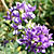 Alfalfa (Medicago sativa)