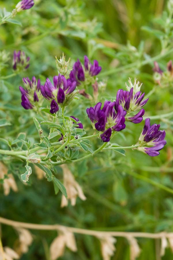 Alfalfa (Medicago sativa)