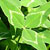 Arrowleaf (Trifolium vesiculosum)