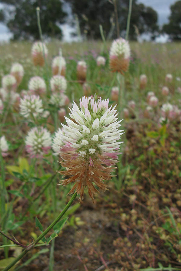 Arrowleaf Clover