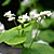 Buckwheat (Fagopyrum esculentum)