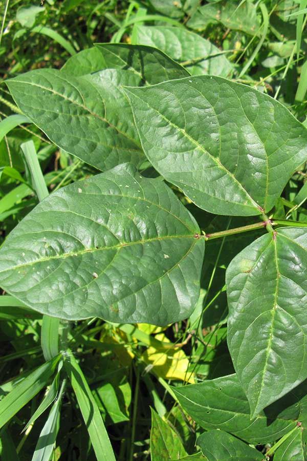 Cowpeas