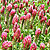 Crimson (Trifolium incaratum)