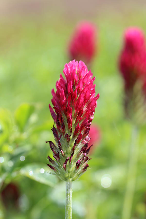 Crimson Clover