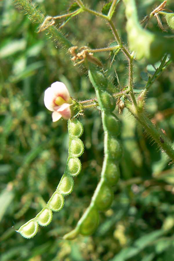 Deer Vetch