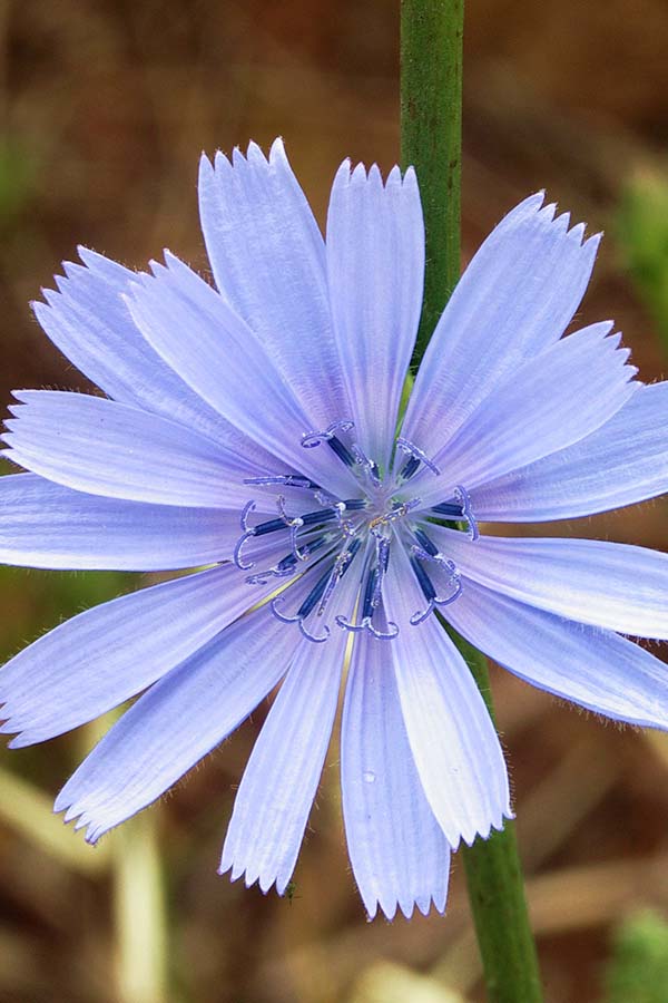 Forage Chicory (Cichorium intybus)