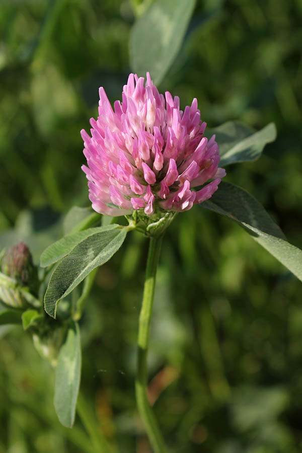 Red Clover (Trifolium hirtum)