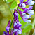 Vetch (Vicia spp.)