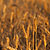 Wheat (Triticum aestivum)