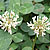White (Trifolium repens)