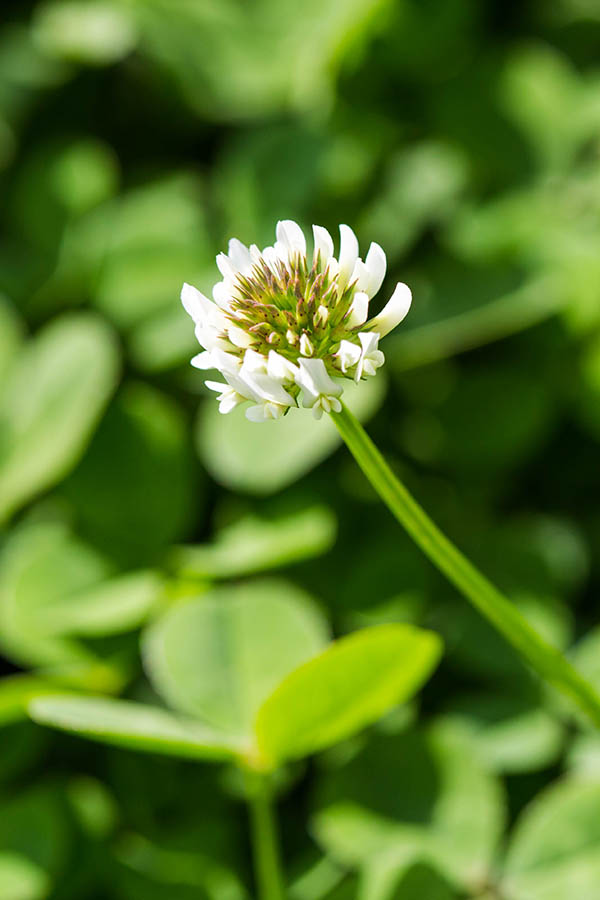 White Clover (Trifolium repens)