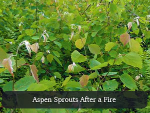 Aspen Plant