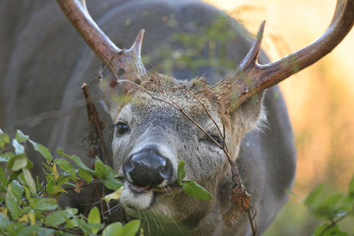 Buck Eating in Fall