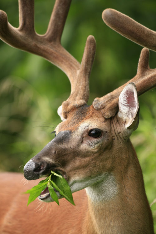 Buck Foraging