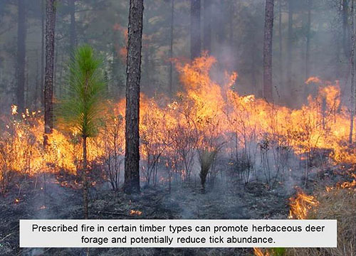 Prescribed Fire