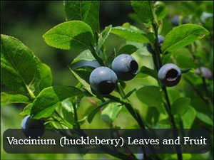 Vaccinium Plant