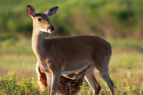 doe and fawn