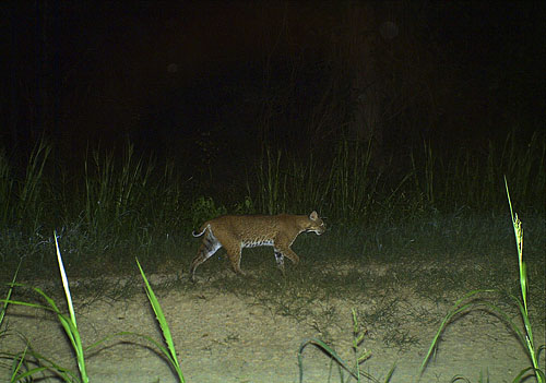 Bobcat Hunting Fawn