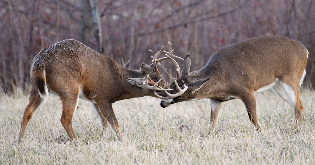 Genes behind rapid deer antler growth, hardening identified, News Center